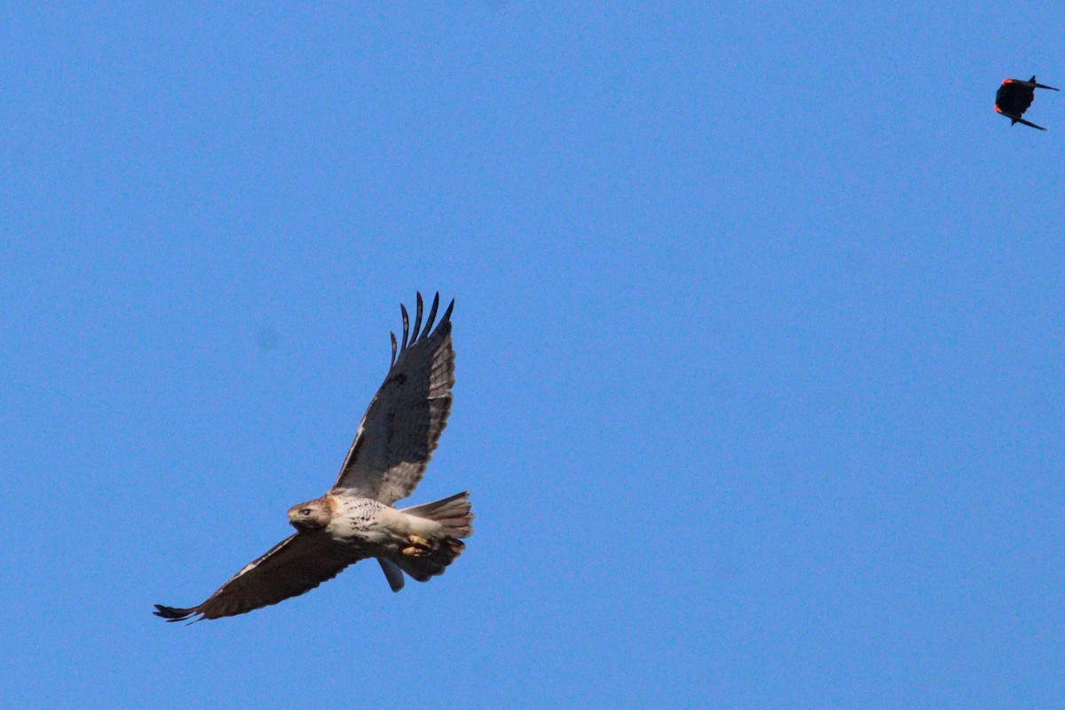 Red-tailed Hawk (borealis) - ML617917087