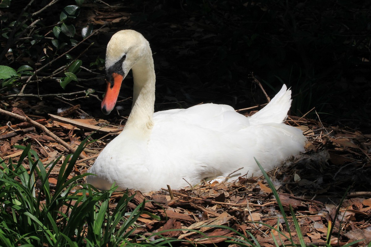 Mute Swan - Ronald Doverspike