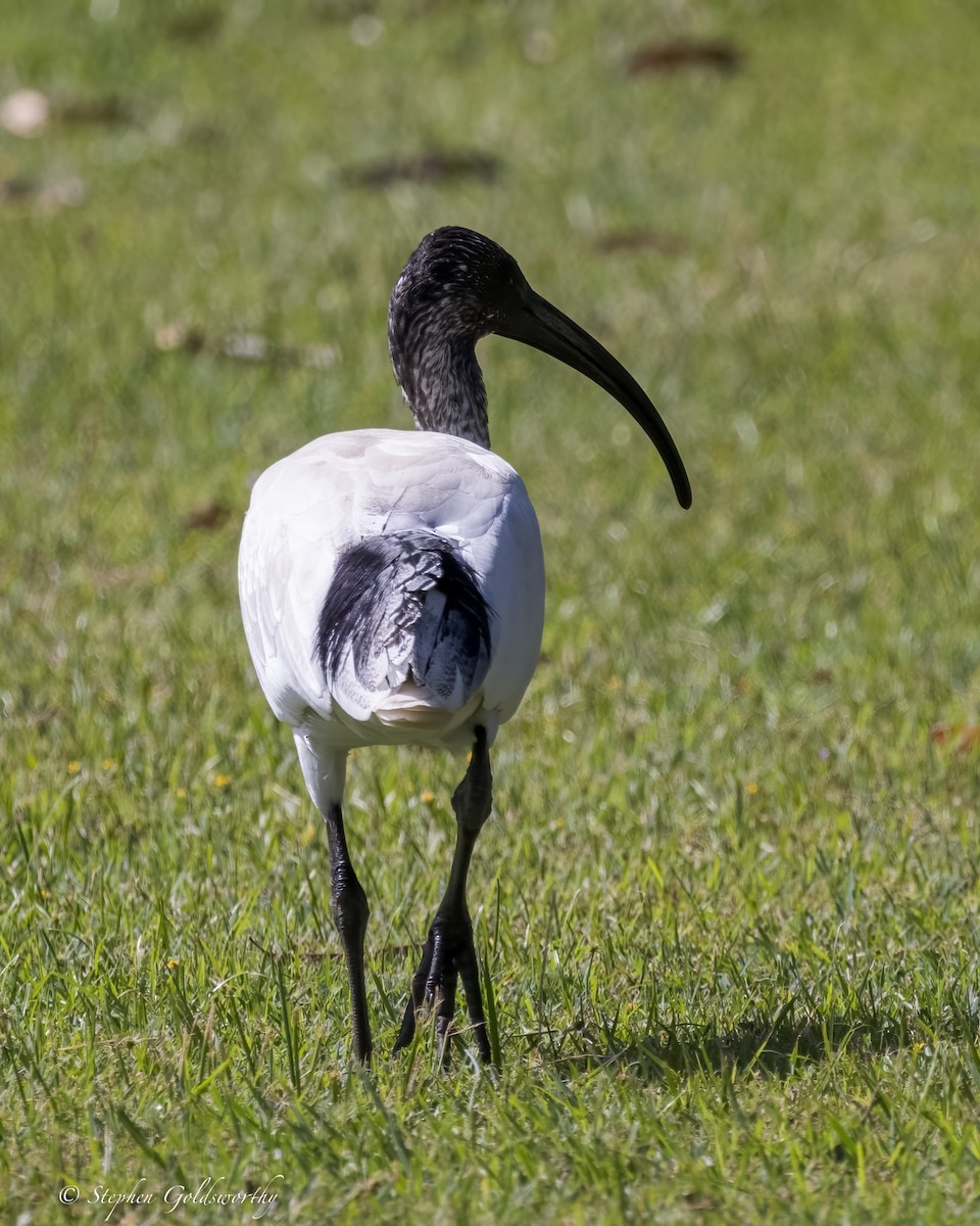 ibis australský - ML617917119