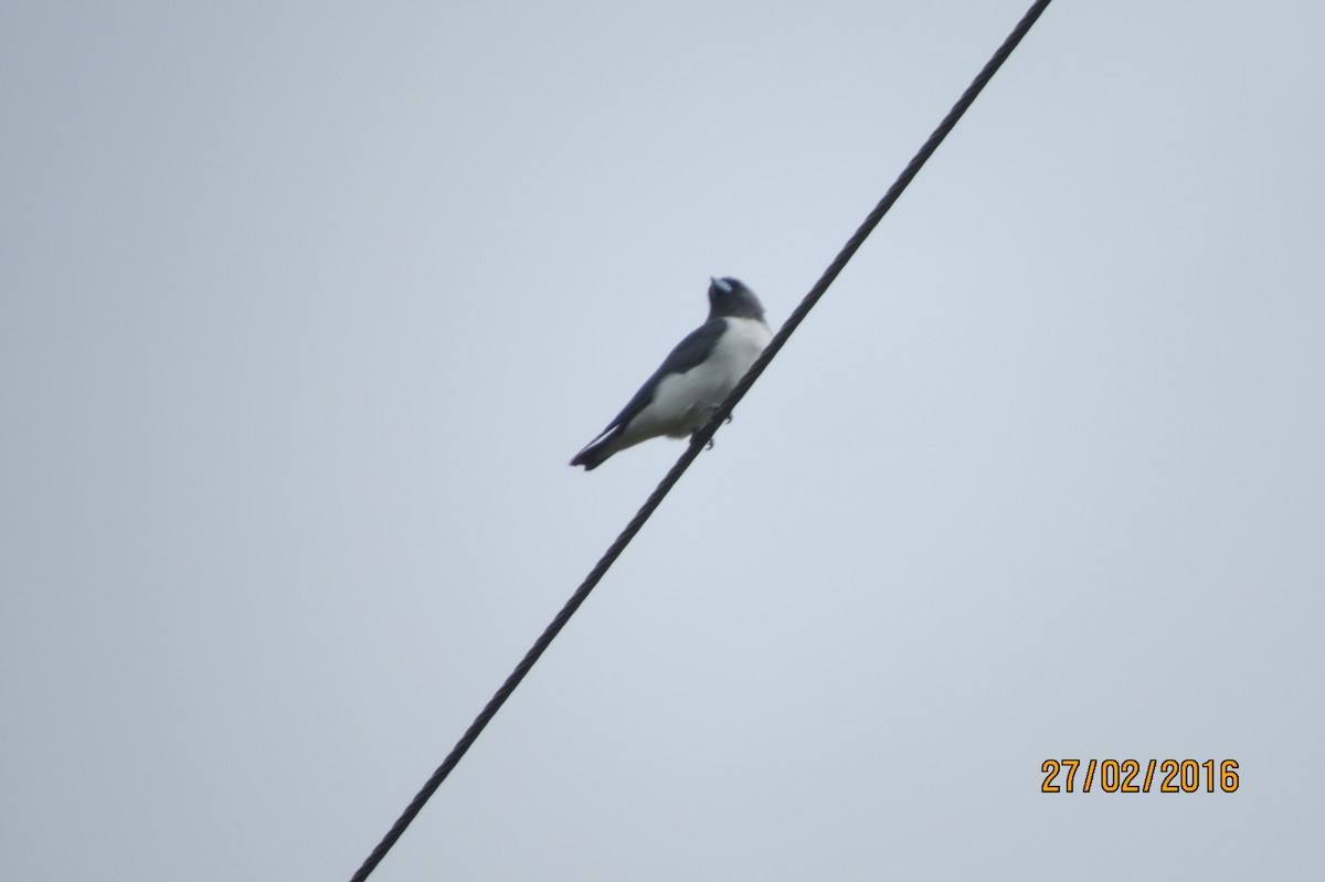 White-breasted Woodswallow - Hitomi Ward