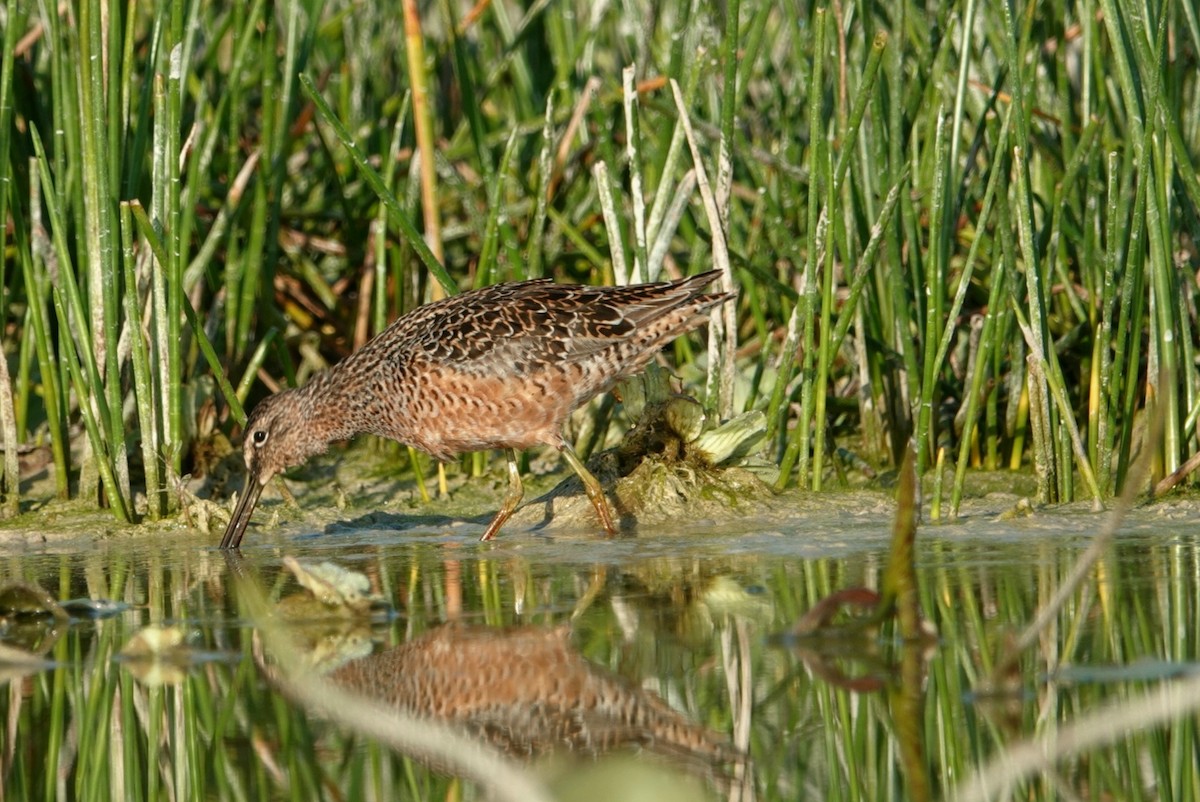 Long-billed Dowitcher - ML617917130