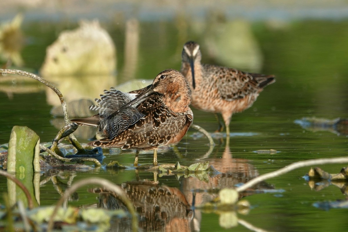 Long-billed Dowitcher - ML617917149