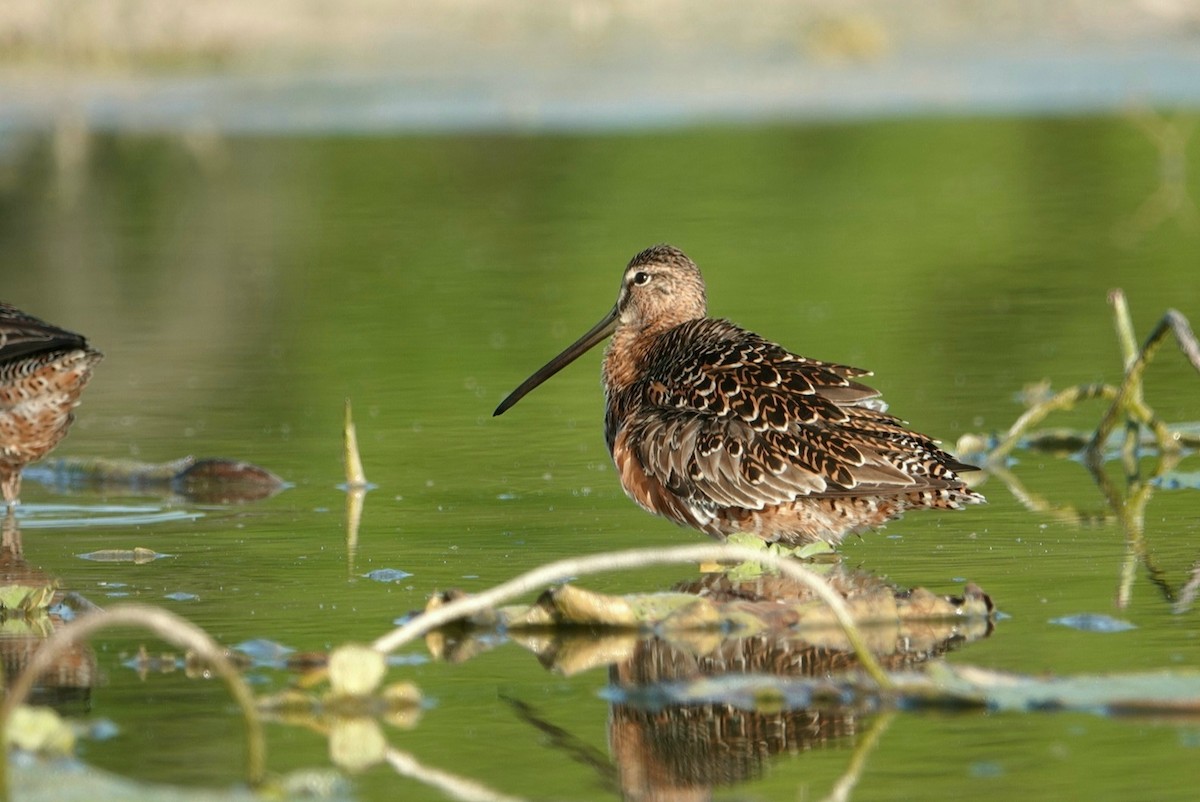 Long-billed Dowitcher - ML617917158