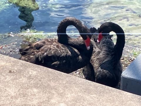 Black Swan - Ronald Doverspike