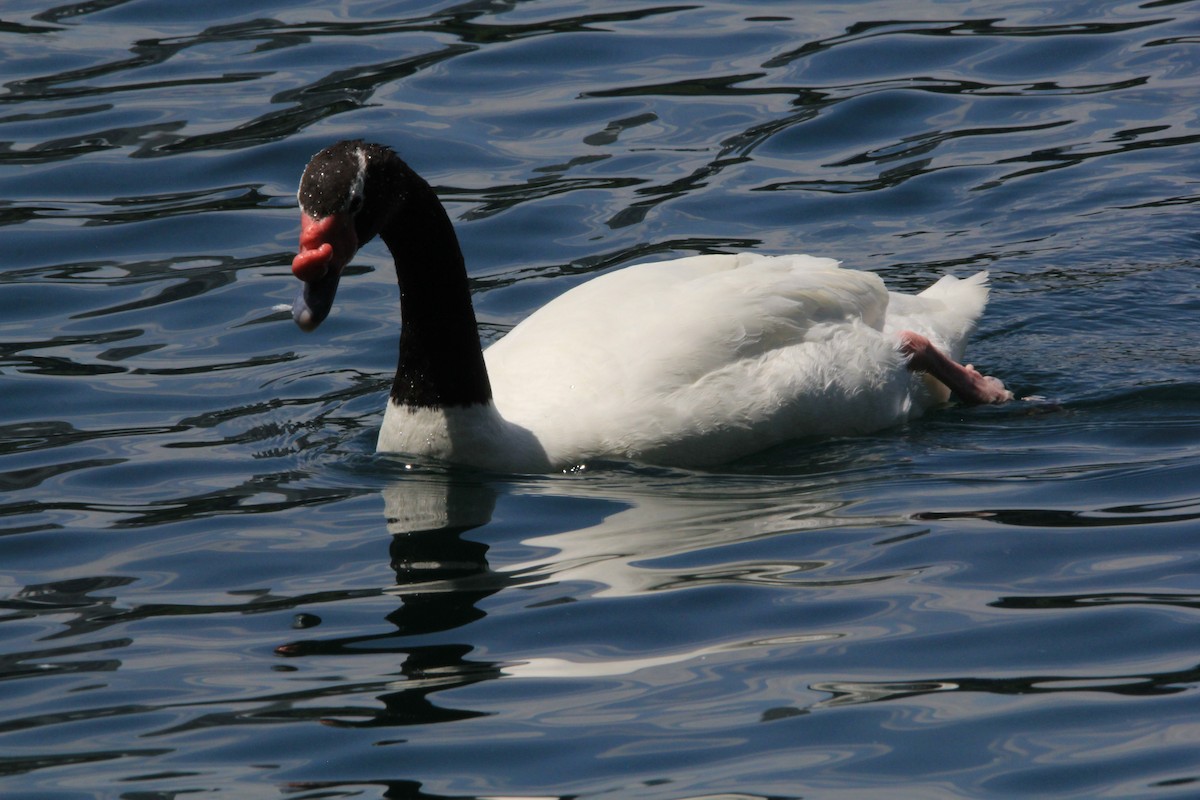 Black-necked Swan - Ronald Doverspike