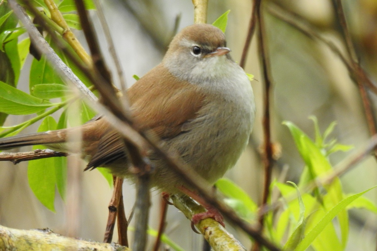 Cetti's Warbler - Peter Hines