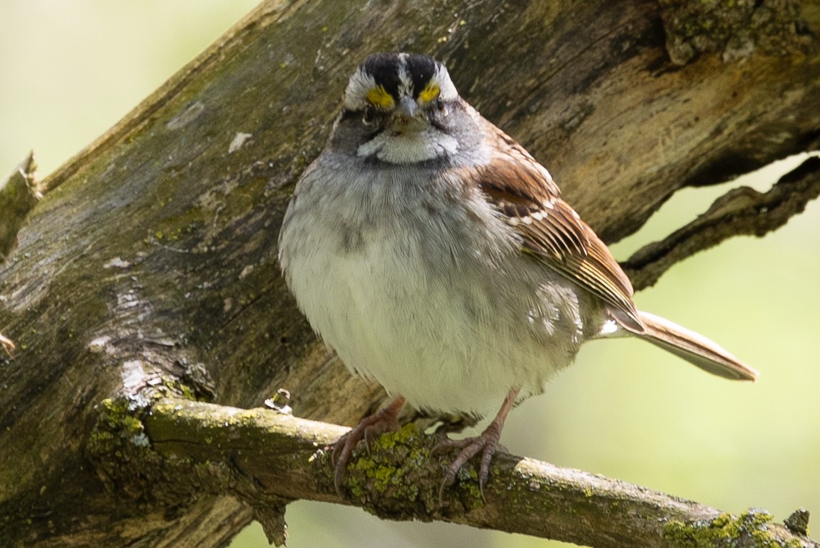 White-throated Sparrow - ML617917234