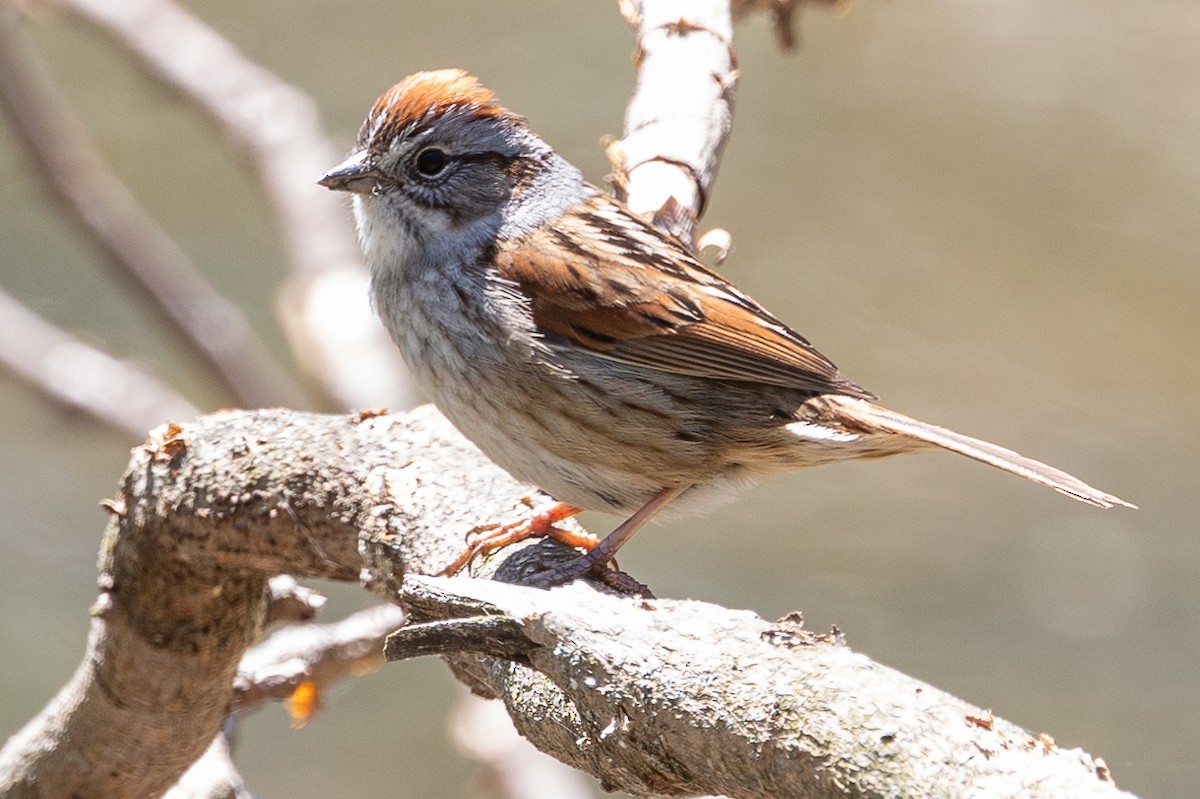 Swamp Sparrow - Else Karlsen