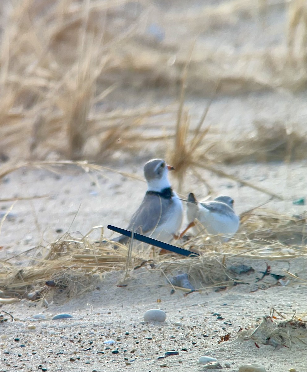 Piping Plover - ML617917240