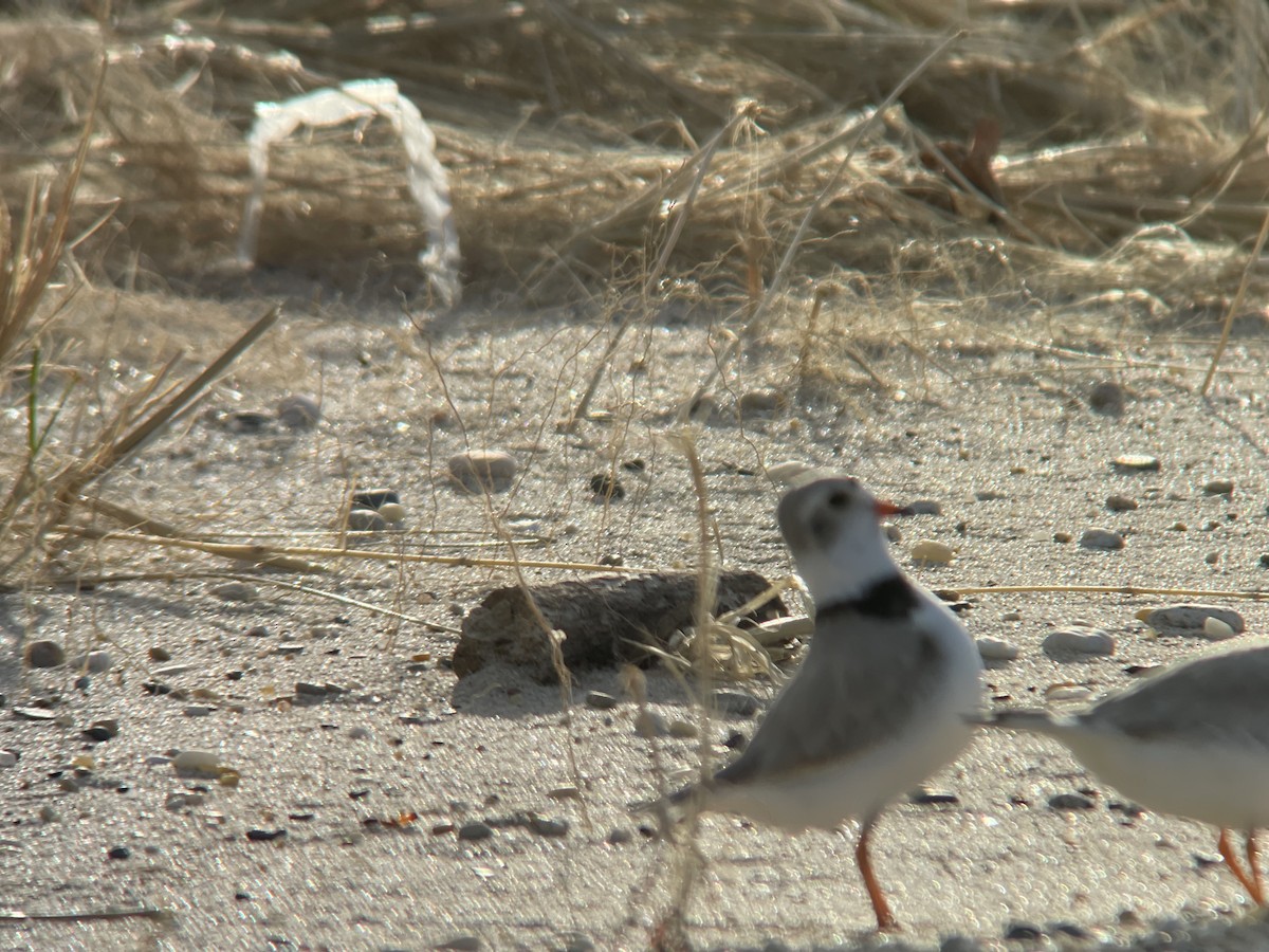 Piping Plover - Margarette Doyle