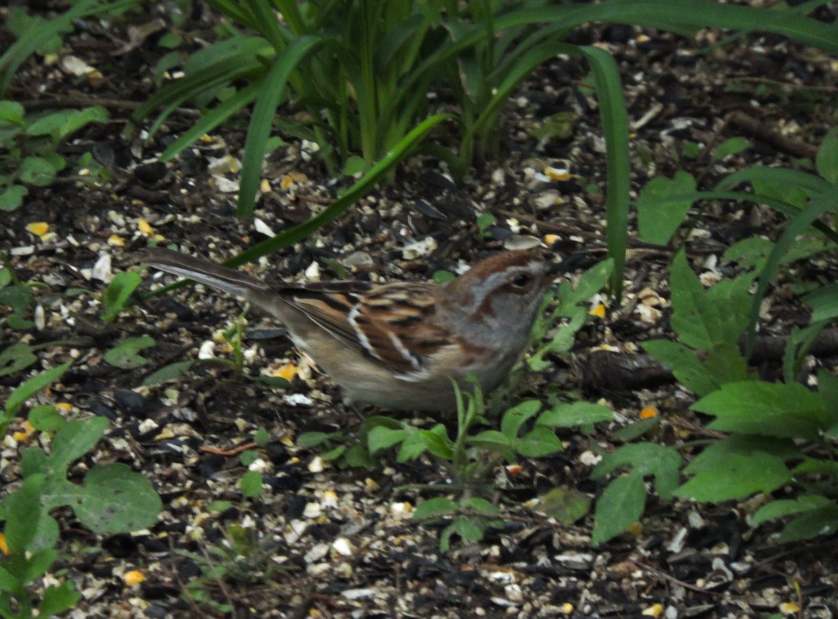 American Tree Sparrow - ML617917260