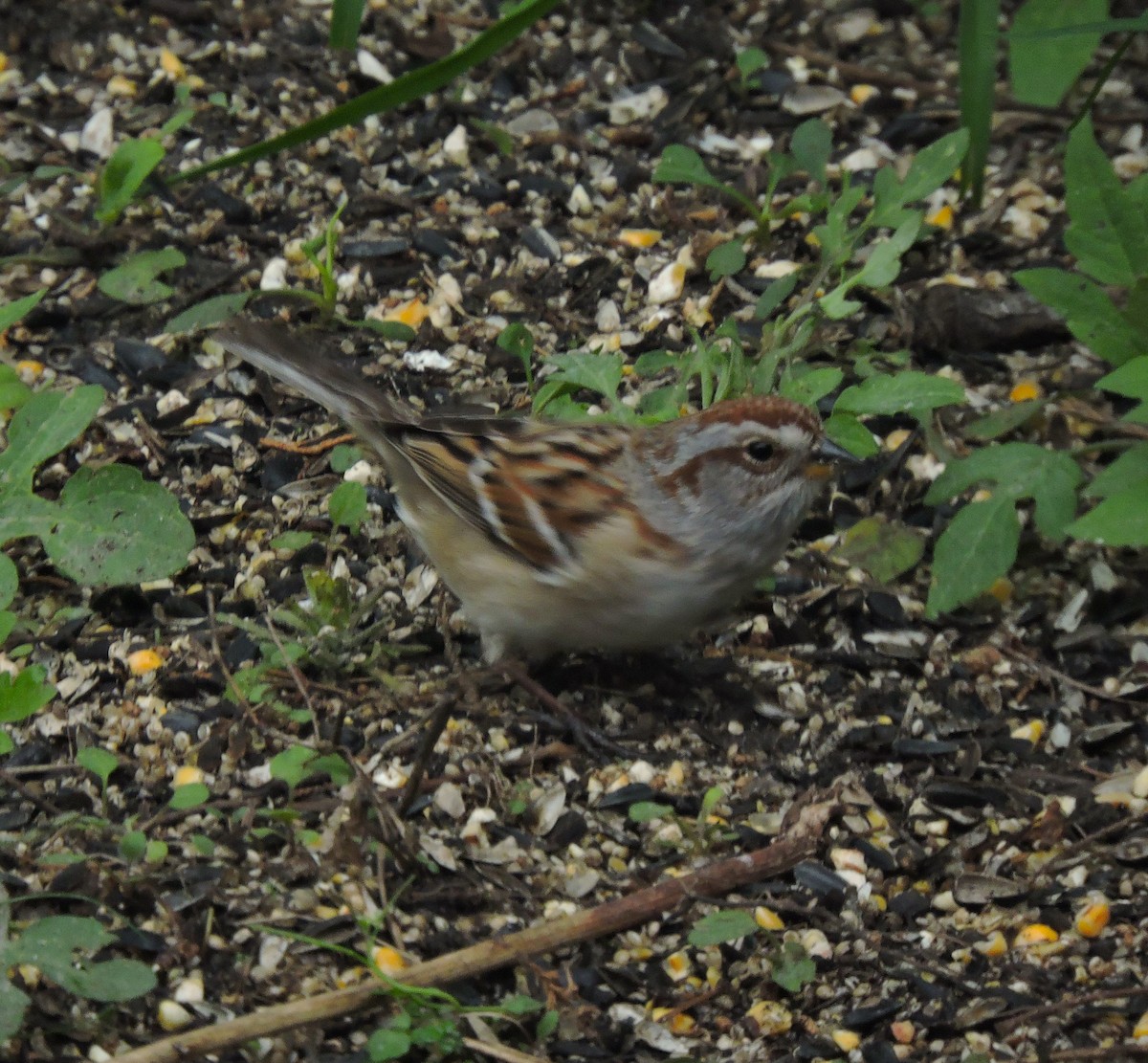 American Tree Sparrow - ML617917261