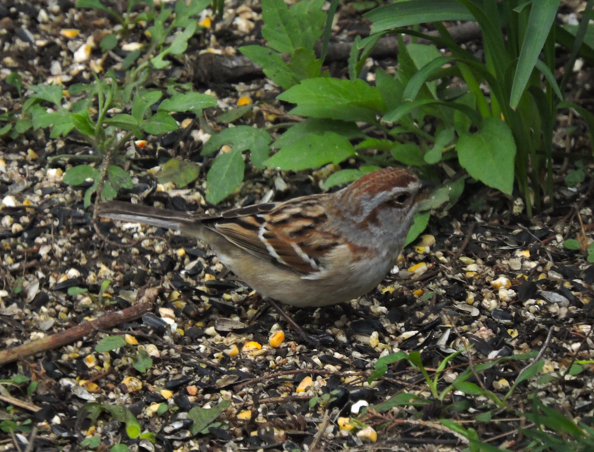 American Tree Sparrow - ML617917263