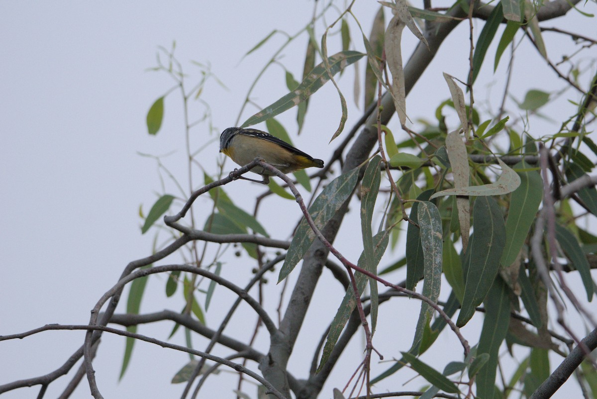 Spotted Pardalote - ML617917314