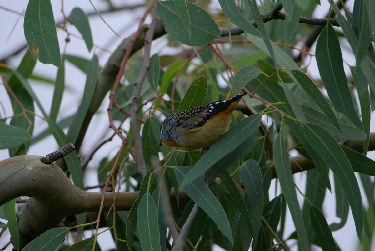 Spotted Pardalote - ML617917315