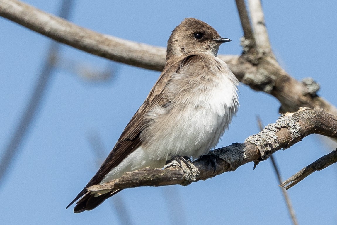 Northern Rough-winged Swallow - ML617917327