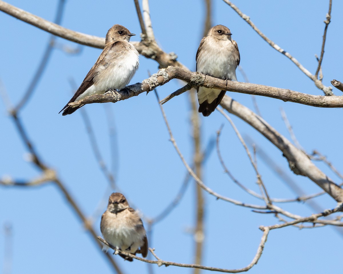 Northern Rough-winged Swallow - ML617917328