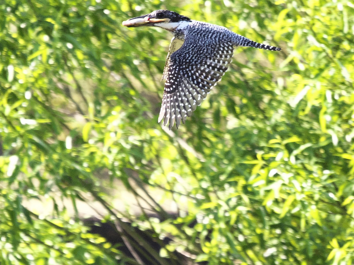 Crested Kingfisher - ML617917343