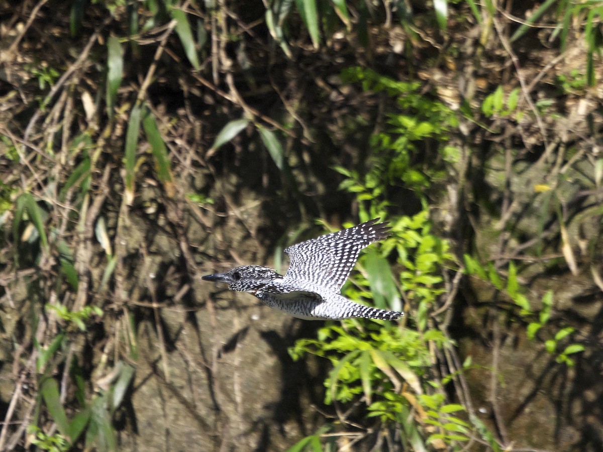 Crested Kingfisher - ML617917347