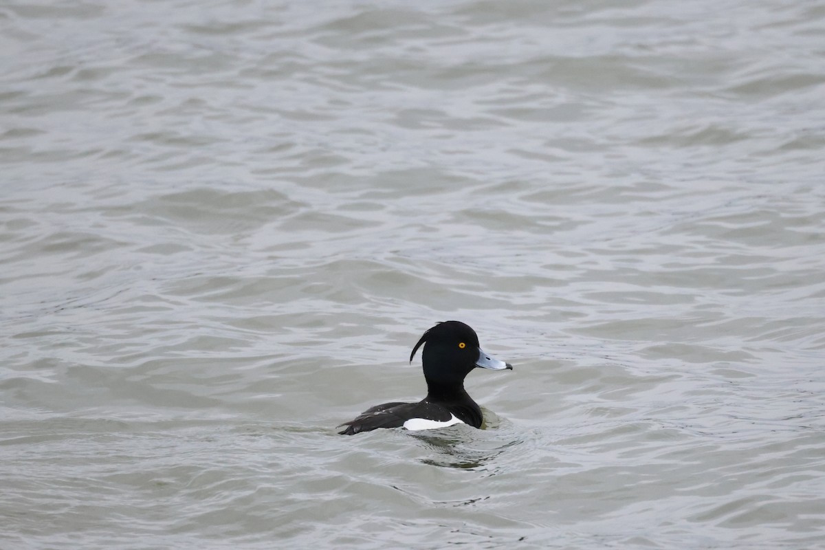 Tufted Duck - ML617917351
