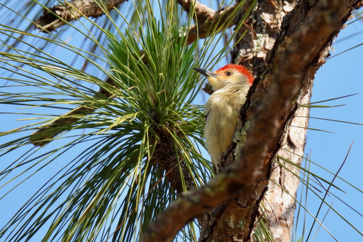 Red-bellied Woodpecker - ML617917370