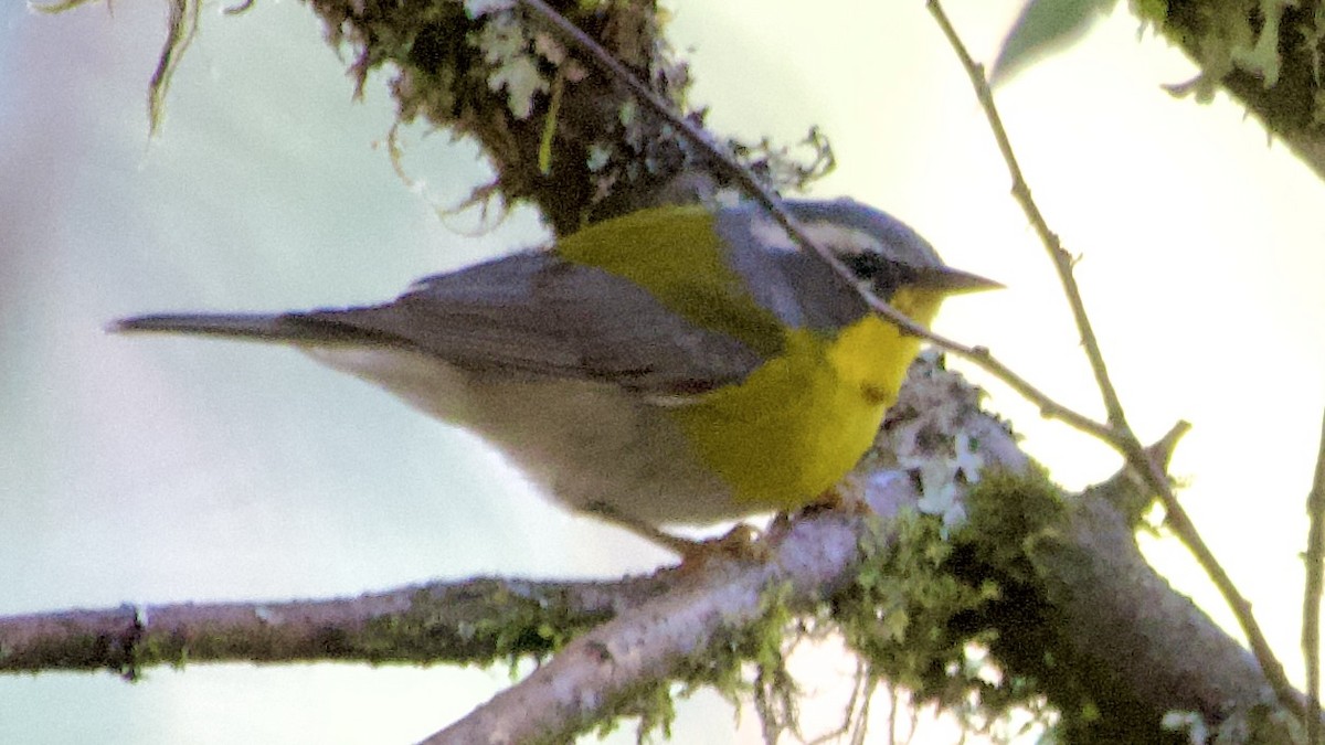 Crescent-chested Warbler - ML617917373