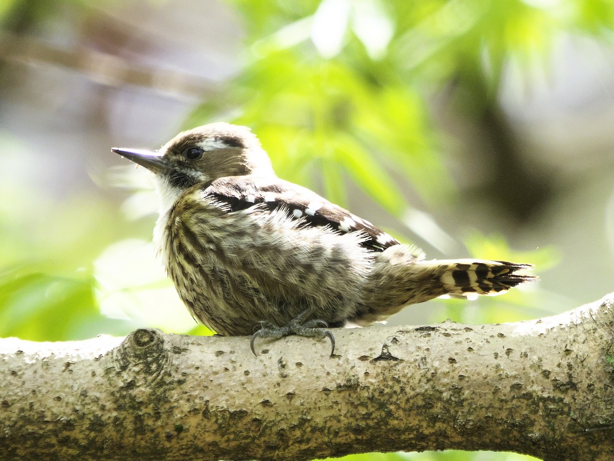 Japanese Pygmy Woodpecker - ML617917391