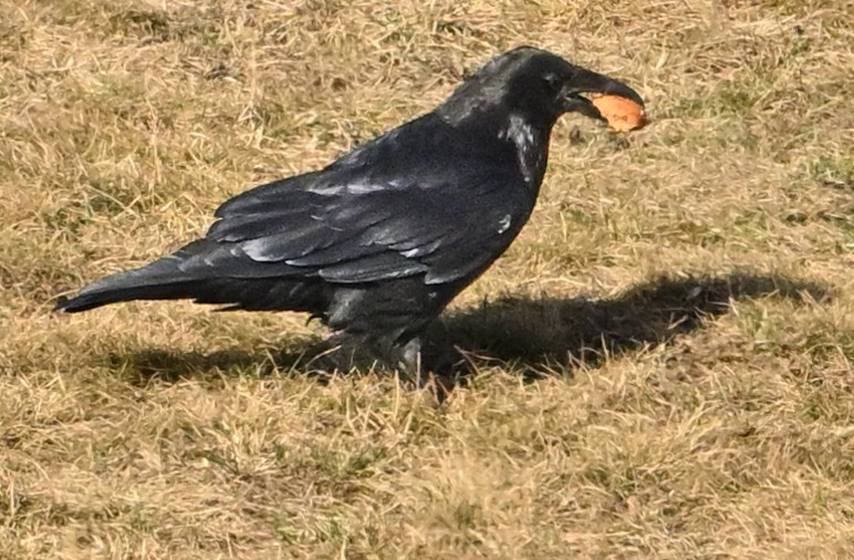 Common Raven - ML617917418