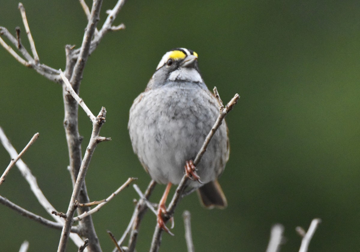 White-throated Sparrow - ML617917423