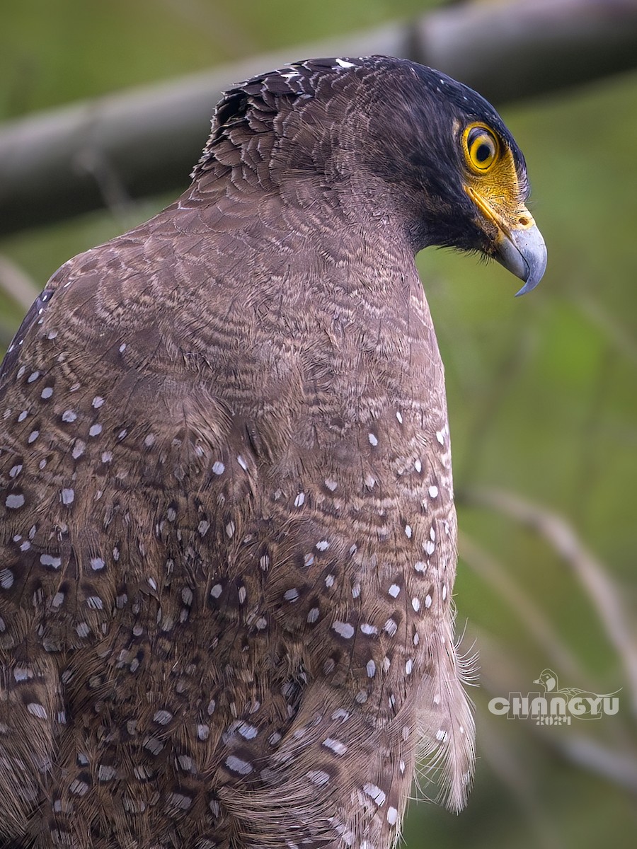 Crested Serpent-Eagle - ML617917440