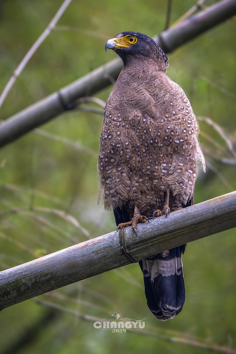 Crested Serpent-Eagle - ML617917441