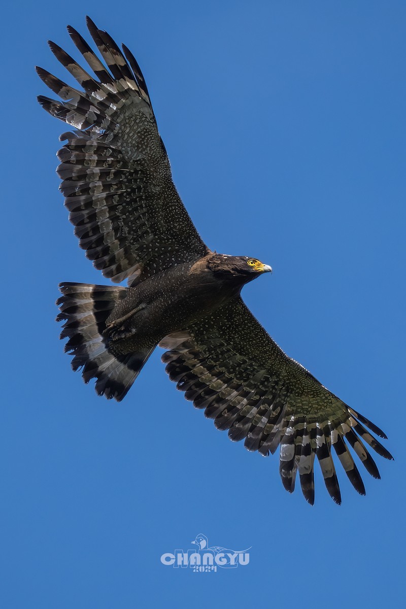 Crested Serpent-Eagle - ML617917452