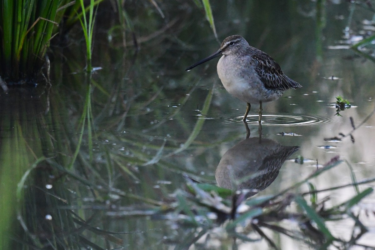 Long-billed Dowitcher - ML617917453