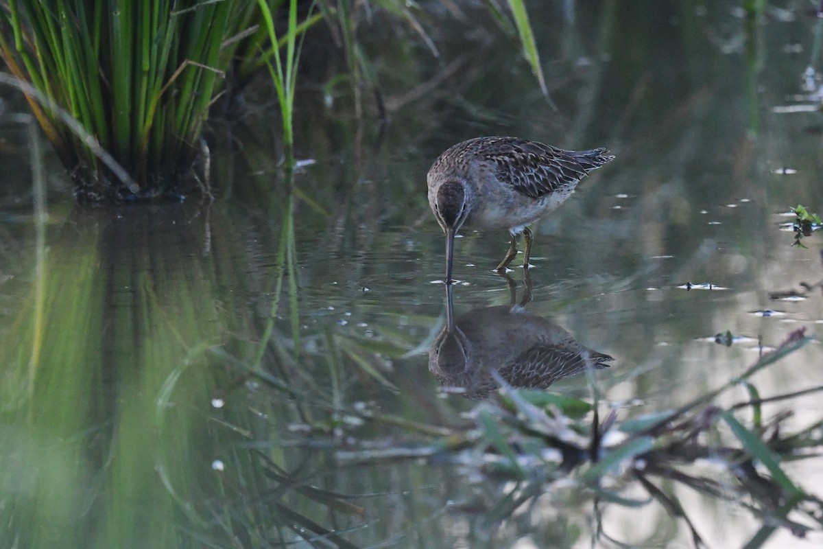 Long-billed Dowitcher - ML617917456