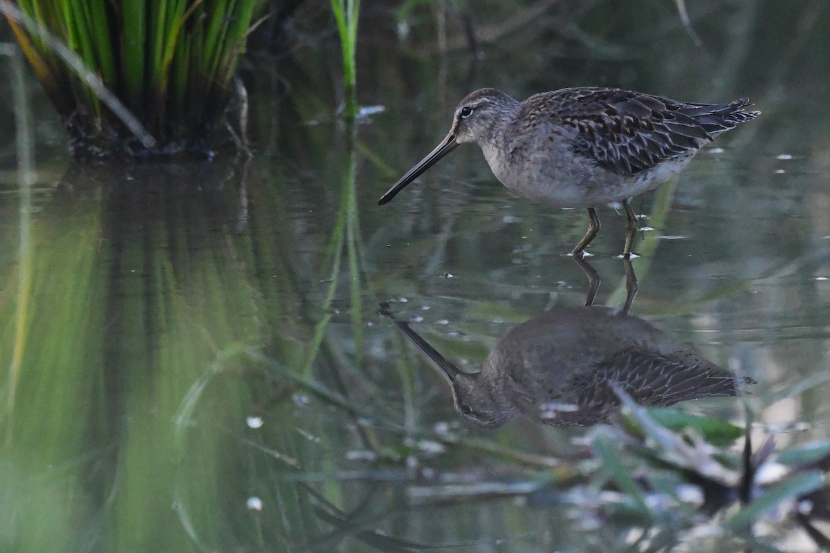 Long-billed Dowitcher - ML617917457