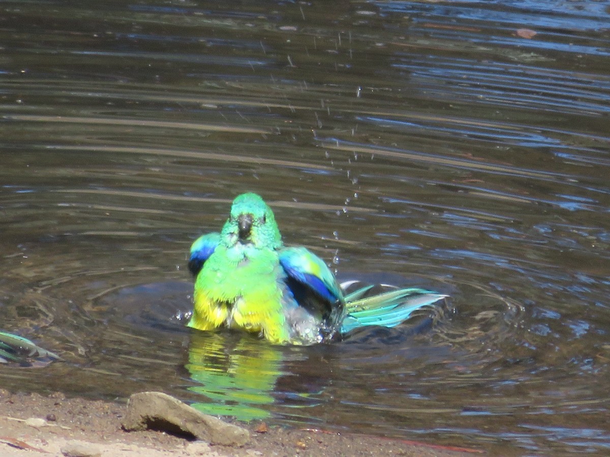 Red-rumped Parrot - ML617917483