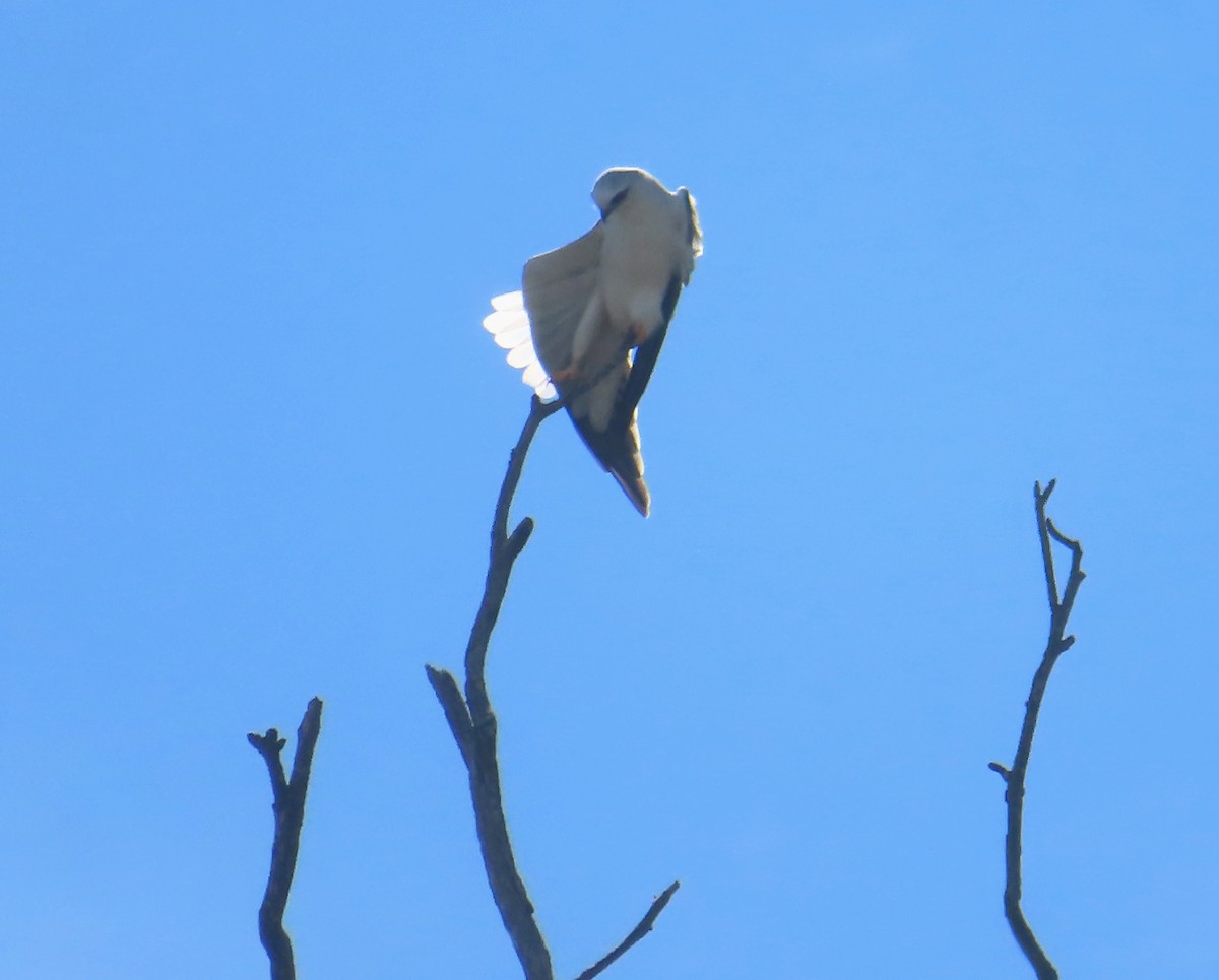 Black-shouldered Kite - Paul Dobbie