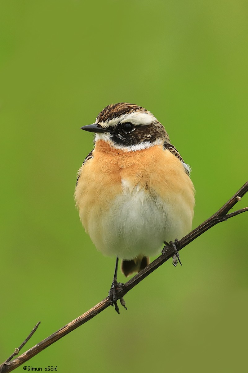 Whinchat - ML617917520