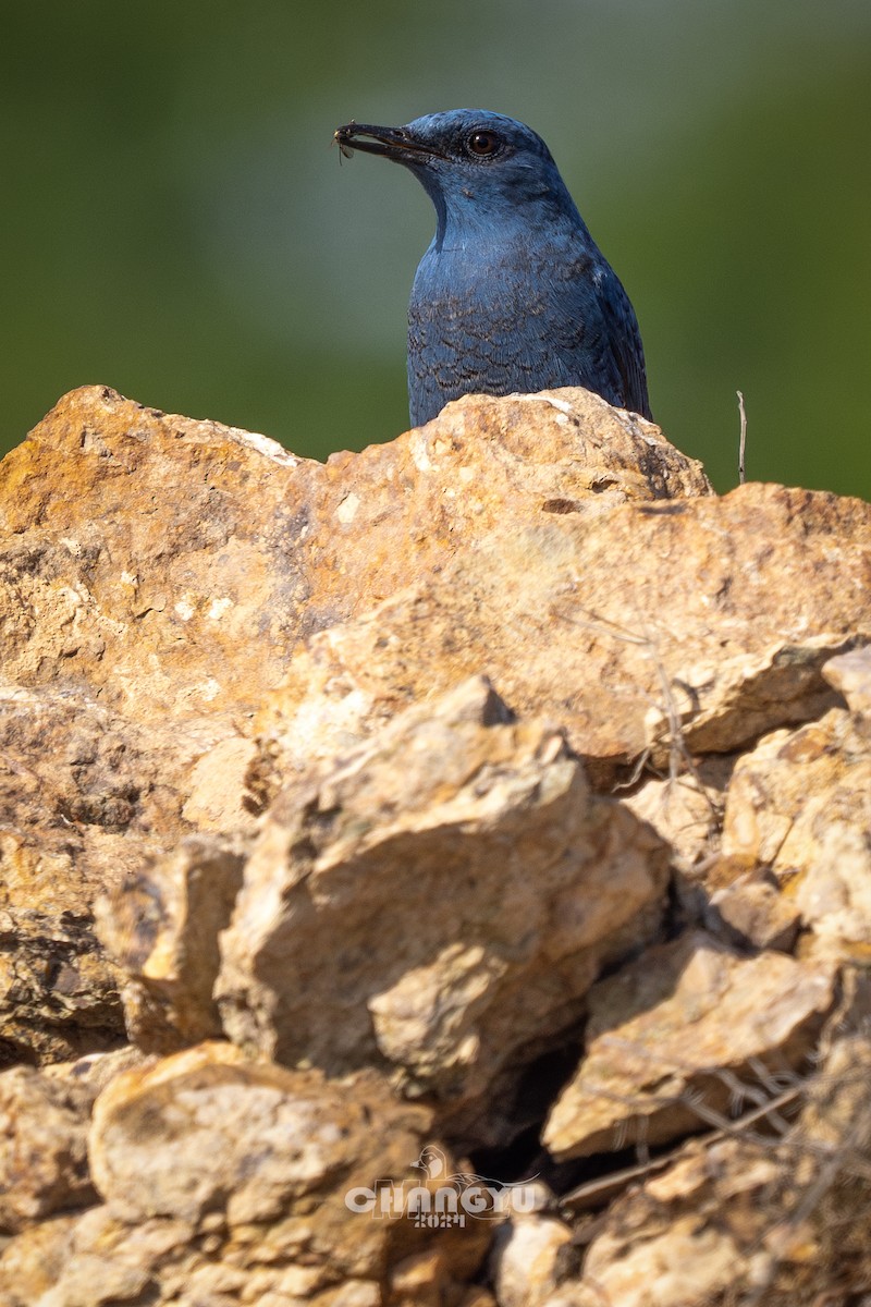 Blue Rock-Thrush (pandoo) - ML617917526