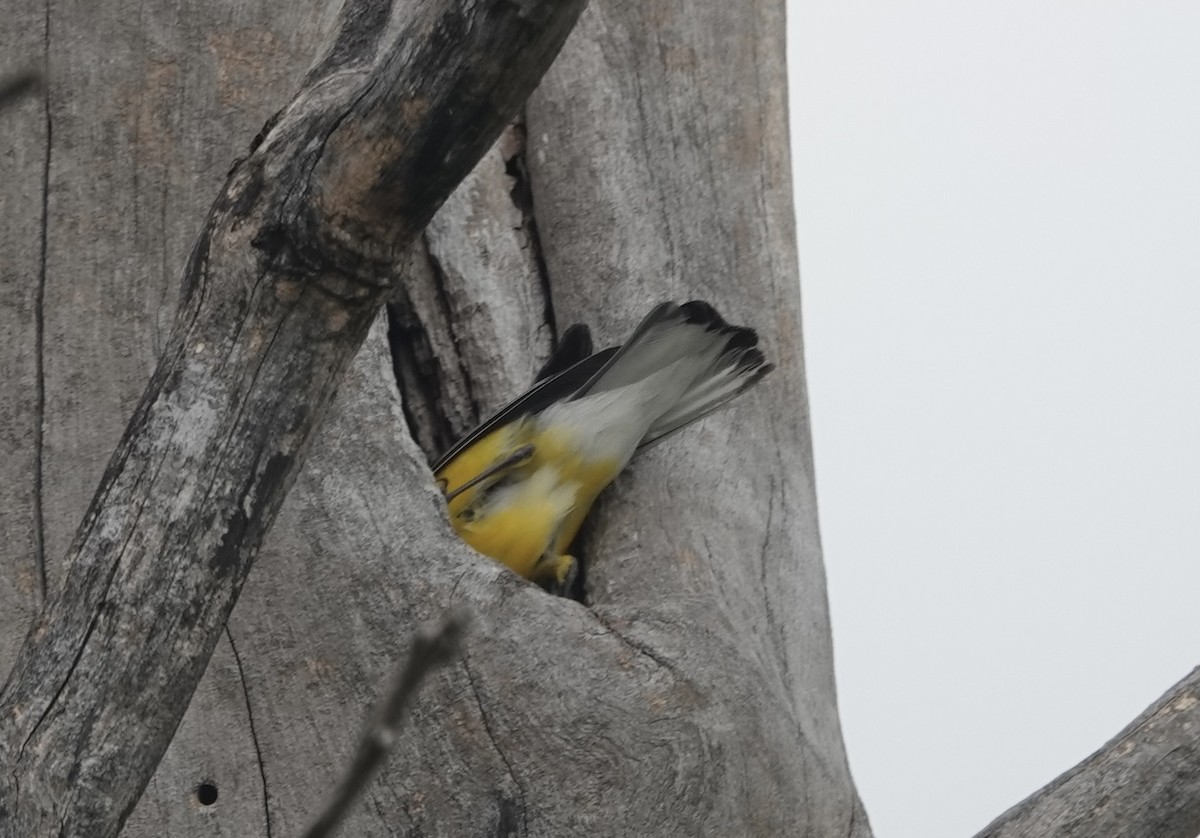 Prothonotary Warbler - ML617917533
