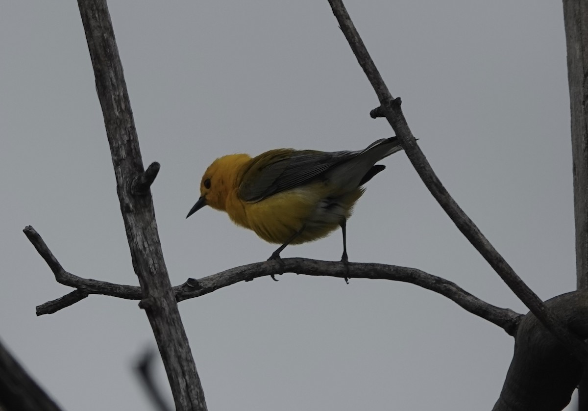 Prothonotary Warbler - ML617917535
