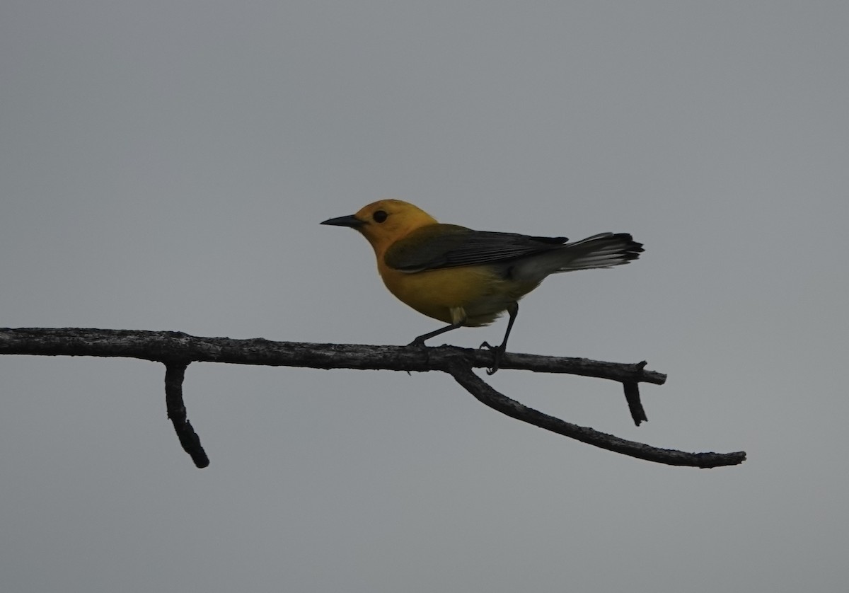 Prothonotary Warbler - ML617917536