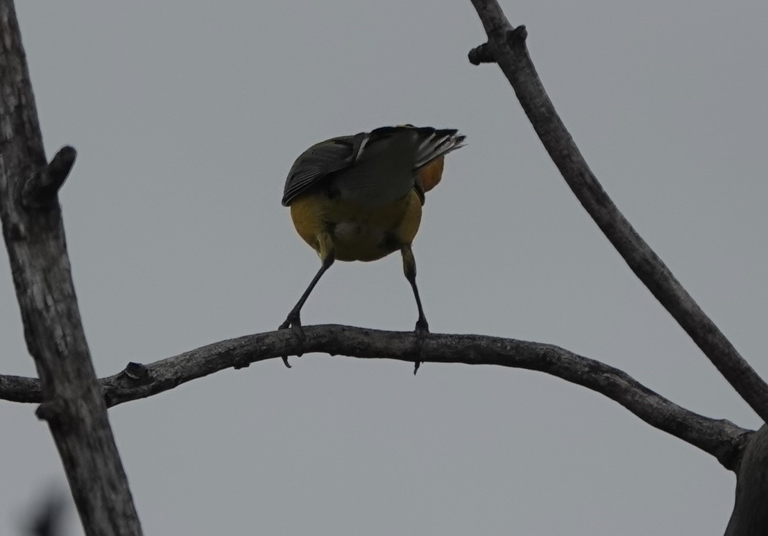Prothonotary Warbler - ML617917537