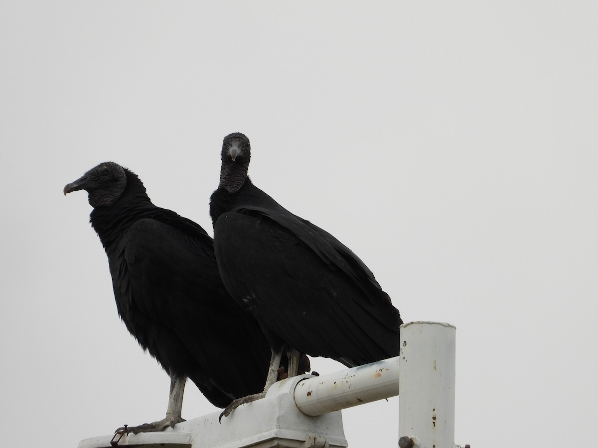 Black Vulture - ML617917564