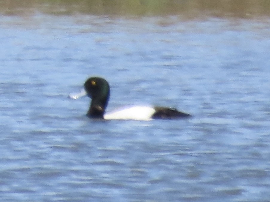 Greater Scaup - ML617917602