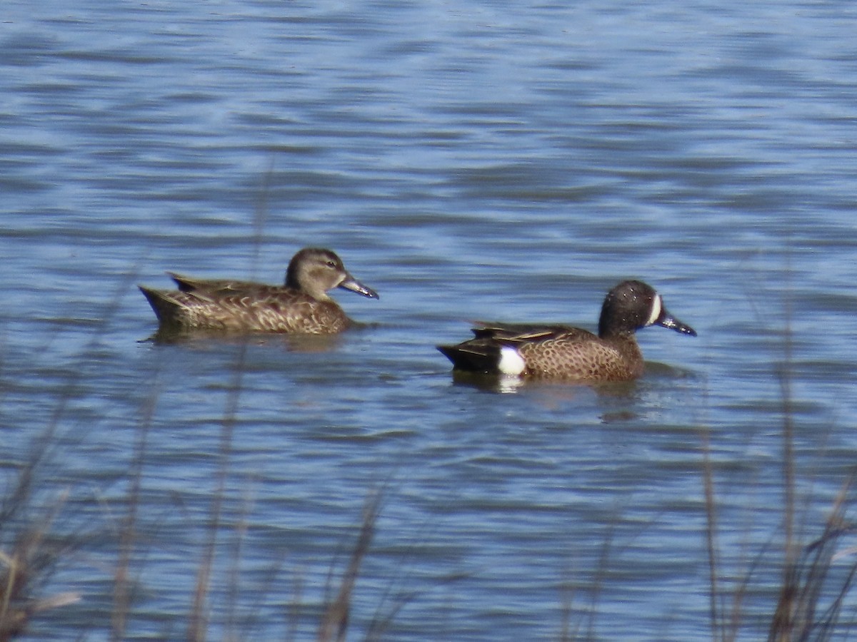 Blue-winged Teal - ML617917606