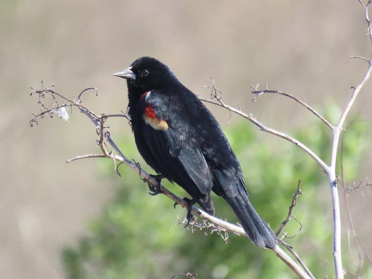 Red-winged Blackbird - Port of Baltimore