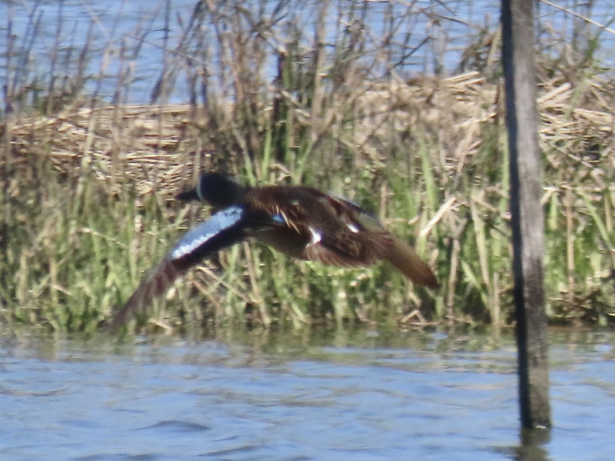Blue-winged Teal - ML617917615