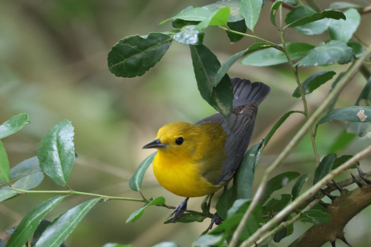 Prothonotary Warbler - ML617917653