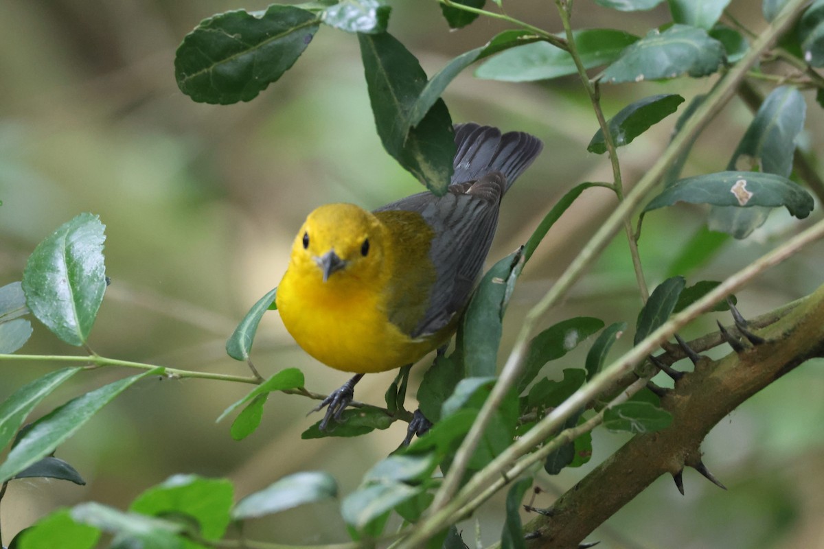 Prothonotary Warbler - ML617917654